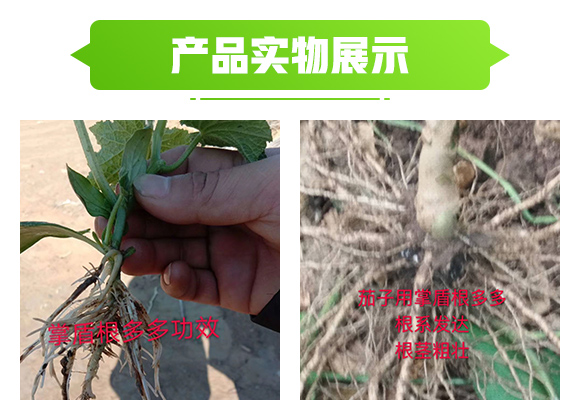 青岛威尔达生物科技有限公司产品详情?_05.jpg