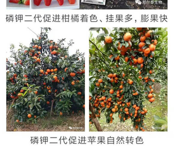 磷钾二代-一挡百-邦尔泰_10.jpg 磷钾二代-一挡百-邦尔泰_10.jpg