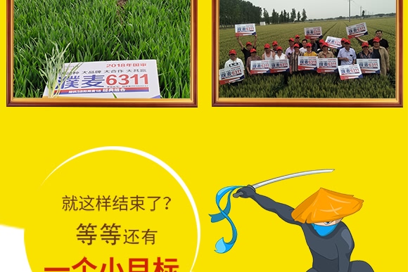 濮麦6311-小麦种子-邦邦种业 濮麦6311-小麦种子-邦邦种业