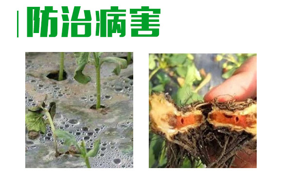3%甲霜·噁霉灵水剂-护将-长双农药 3%甲霜·噁霉灵水剂-护将-长双农药