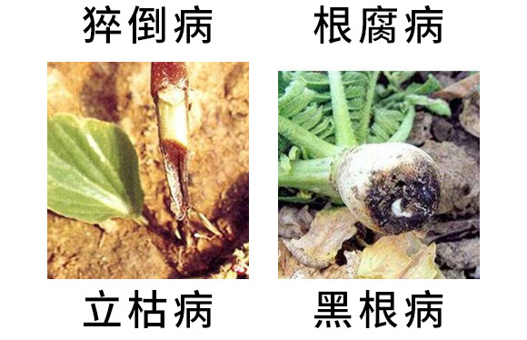 3%甲霜·噁霉灵水剂-护将-长双农药 3%甲霜·噁霉灵水剂-护将-长双农药