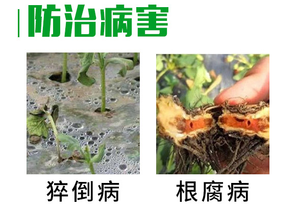 30%精甲·噁霉灵水剂-长双欣雷-长双农药 30%精甲·噁霉灵水剂-长双欣雷-长双农药