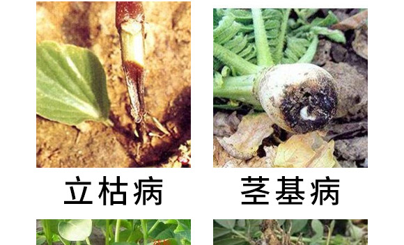 30%精甲·噁霉灵水剂-长双欣雷-长双农药 30%精甲·噁霉灵水剂-长双欣雷-长双农药