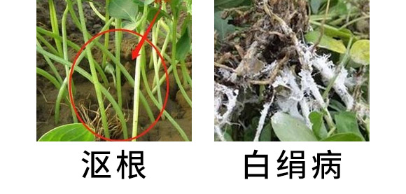 30%精甲·噁霉灵水剂-长双欣雷-长双农药 30%精甲·噁霉灵水剂-长双欣雷-长双农药