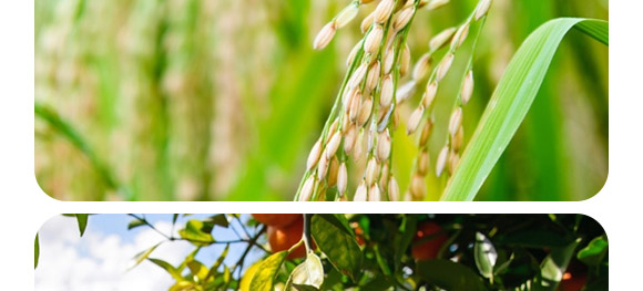 复合微生物菌剂-菌生金(2亿/克)-贵天化 复合微生物菌剂-菌生金(2亿/克)-贵天化