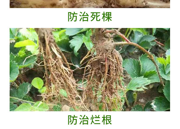 万稼能13元素(瓶装)-乾农 万稼能13元素(瓶装)-乾农