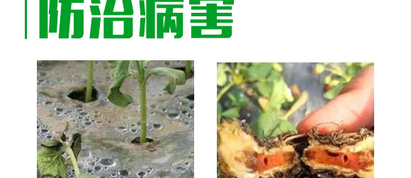 5g噁霉灵水分散粒剂-土绅-长双农药 5g噁霉灵水分散粒剂-土绅-长双农药