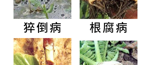 5g噁霉灵水分散粒剂-土绅-长双农药 5g噁霉灵水分散粒剂-土绅-长双农药