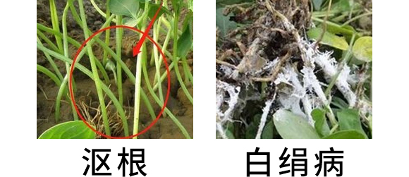 5g噁霉灵水分散粒剂-土绅-长双农药 5g噁霉灵水分散粒剂-土绅-长双农药