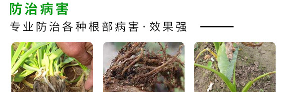微生物菌剂(专注防治根部病害)-根本根-萨林农业 微生物菌剂(专注防治根部病害)-根本根-萨林农业