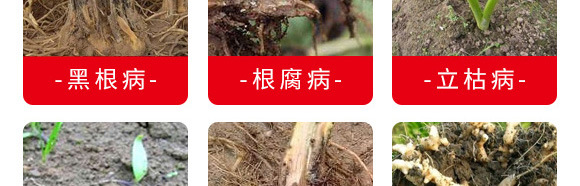 微生物菌剂(专注防治根部病害)-根本根-萨林农业 微生物菌剂(专注防治根部病害)-根本根-萨林农业