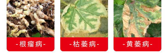 微生物菌剂(专注防治根部病害)-根本根-萨林农业 微生物菌剂(专注防治根部病害)-根本根-萨林农业