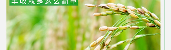 水稻粒粒丰-康必补-禾特康 水稻粒粒丰-康必补-禾特康