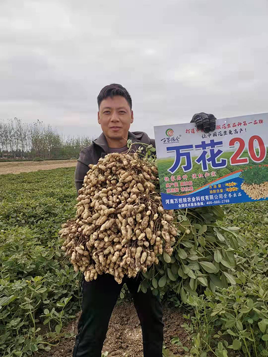 万花20-花生种子-万担粮 万花20-花生种子-万担粮