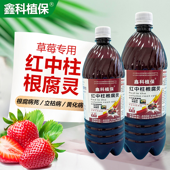 鑽夎帗涓撶敤鏉鑿屽墏-绾腑鏌辨牴鑵愮伒-閼妞嶄繚.jpg 鑽夎帗涓撶敤鏉鑿屽墏-绾腑鏌辨牴鑵愮伒-閼妞嶄繚.jpg