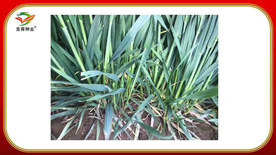 骞荤伅鐗?5.jpg 骞荤伅鐗?5.jpg