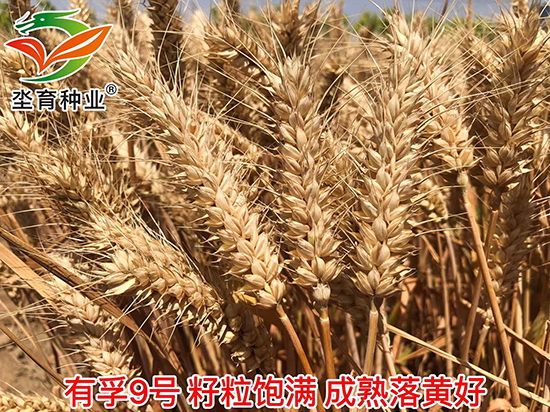 鏈夊瓪9鍙?灏忛害绉嶅瓙-鍧旇偛绉嶄笟.jpg1.jpg 鏈夊瓪9鍙?灏忛害绉嶅瓙-鍧旇偛绉嶄笟.jpg1.jpg